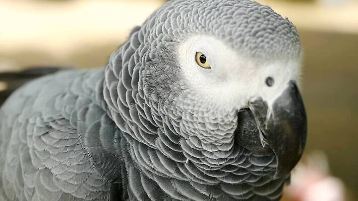 동물 척추동물 응시 야생동물 백그라운드 날개 장난 아프리카 자연 조류 동물원 대화 사람없음 야외 반려동물 컬러풀 머리 검은색 회색 흰색 작음 깃털 부리 앵무새 멸종 솜털 노려봄 고립 동반자 이국적 잉꼬 지능 콩고 MOV 해외동영상 클립영상 시선 나라 컬러 표정 말하기 신체부위 크기 생태계 동영상 파일형식