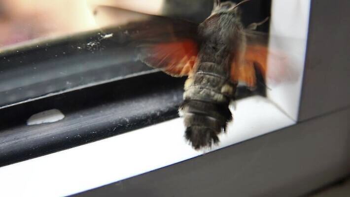 동물 옷 유럽 야생동물 나비 곤충 백그라운드 날개 가족 자연 영국 무척추동물 주택 사람없음 여름 갈색 손상 흰색 점 얼룩 해충 벌레 작음 실크 묘사 생태계 생물학 정사각형 변장 나방 내추럴 동물상 생태학 집시 트러블 4K MP4 해외동영상 클립영상 도형 계절 교육 나라 컬러 컨셉 관계 건물 조형물 직물 크기 동영상 파일형식