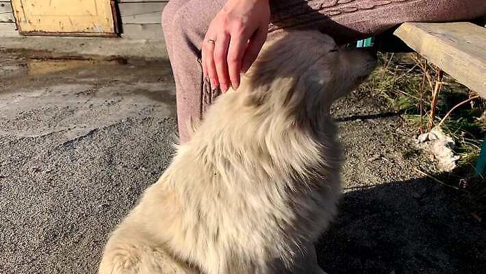 동물 백인 손 공원 여자 얼굴 어린이 포유류 가족 친절 거리 사랑 앉기 잔디 성인 사람없음 야외 반려동물 머리 하이킹 만지기 개 강아지 배고픔 코 귀 솜털 송곳니 노숙자 돌봄 입양 총구 쓰다듬기 4K MOV 해외동영상 클립영상 서양인 식물 공공시설 감정 관계 모션 레저 사람 신체부위 치아 동영상 파일형식