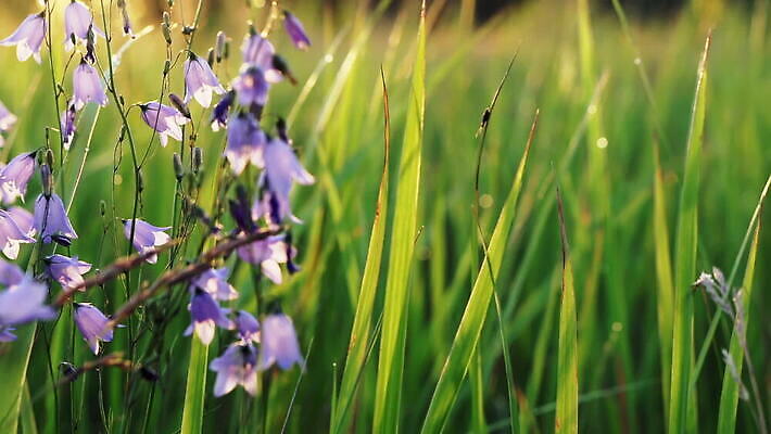 식물 계절 꽃잎 꽃 백그라운드 꽃무늬 밭 모션 자연 아침 사람없음 야외 가로 초록색 파란색 컬러풀 햇빛 일출 환경 맑음 보라색 고요 들꽃 성장 벚꽃 신선 큼 보케 강렬 멀티 캄파눌라 MOV 해외동영상 클립영상 주간 컬러 무늬 농업 날씨 태양 노을 크기 생태계 동영상 파일형식