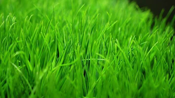 식물 라이프스타일 계절 공원 스포츠 잎 패턴 밭 골프 자연 놀이 추상 풍경 잔디 초원 사람없음 초록색 여름 환경 정원 축구 경기장 카펫 활발 성장 신선 땅 에코 원예 질감 내추럴 땅바닥 생태학 엘리먼트 그리너리 4K MOV 해외동영상 클립영상 공공시설 교육 컬러 컨셉 무늬 농업 스포츠시설 바닥 취미 생활 구기 생태계 동영상 파일형식 트랜드컬러