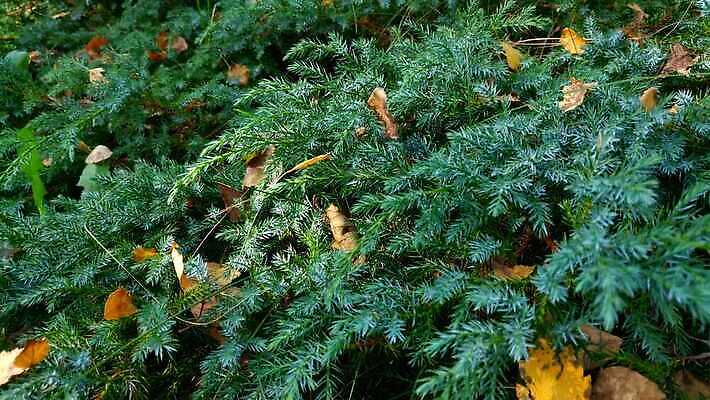 나무 식물 계절 공원 컬러 백그라운드 잎 자연 아침 건강 사람없음 야외 목재 장식 초록색 노란색 환경 정원 봄 성장 나뭇가지 신선 숲 작음 관목 묘사 질감 향 상록수 침엽수 전나무 내추럴 온실 향나무 4K MOV 해외동영상 클립영상 주간 공공시설 재료 크기 생태계 동영상 파일형식