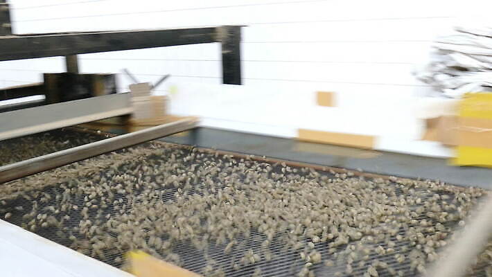 산업 커피 농업 재료 공장 태국 콩 건조 씨앗 사람없음 농작물 갈색 기계 유기농 날것 방법 아라비카 양피지 4K MOV 해외동영상 클립영상 식물 웰빙 아시아 음료 컬러 공업 곡류 동영상 파일형식