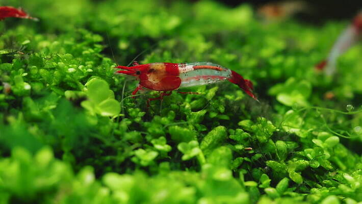 식물 동물 야생동물 컬러 백그라운드 잎 자연 새우 사람없음 빨간색 초록색 물 반려동물 컬러풀 환경 초밥 흰색 나뭇가지 신선 탱크 수족관 녹색배경 내추럴 난쟁이 고립 민물 4K MOV 해외동영상 클립영상 자연요소 나무 갑각류 생태계 동영상 일본음식 파일형식