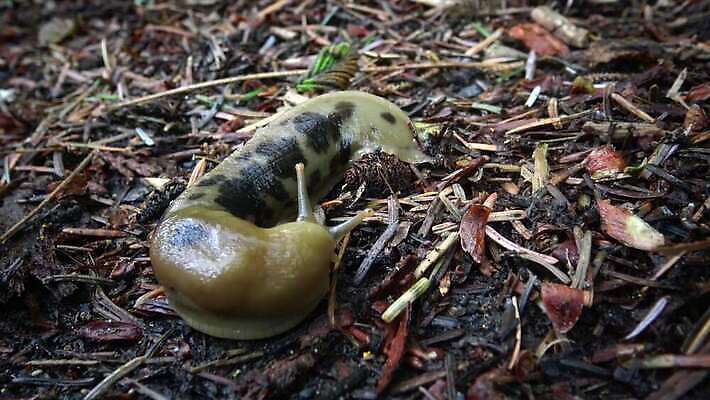 동물 공원 야생동물 올림픽 자연 사람없음 갈색 노란색 미국 숲 큼 열대우림 태평양 기어가기 민달팽이 워싱턴 전국 끈적임 4K MP4 해외동영상 클립영상 공공시설 스포츠 바다 컬러 북아메리카 모션 크기 생태계 동영상 파일형식 달팽이_동물