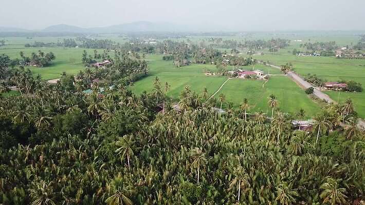 아시아 지구 음식 여행 백그라운드 밭 농업 자연 하늘 풍경 초원 사람없음 야외 초록색 파란색 컬러풀 환경 고요 시골 땅 유기농 말레이시아 내추럴 4K MOV 해외동영상 클립영상 웰빙 나라 산업 컬러 생태계 동영상 파일형식