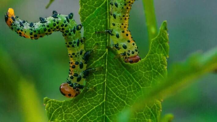 식물 야생동물 곤충 잎 자연 무척추동물 사람없음 초록색 장미 노란색 정원 해충 벌레 애벌레 농약 변태 원예사 적자 4K MOV 해외동영상 클립영상 동물 직업 꽃 컬러 생태계 동영상 파일형식