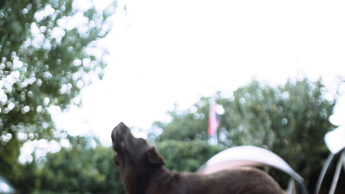 전신 식물 동물 로우앵글 공 포유류 놀이 잔디 사람없음 야외 반려동물 갈색 잡기 개 리트리버 테니스공 래브라도리트리버 송곳니 기르기 동물상 뒤뜰 순혈 MOV 해외동영상 슬로모션 클립영상 뷰포인트 컬러 모션 촬영기법 조형물 테니스용품 치아 동영상 돌봄 파일형식