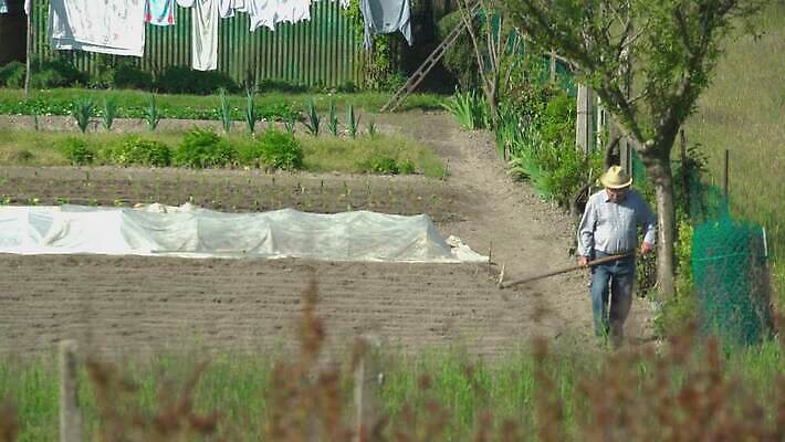 식물 모자 전통 남자 산업 밭 농업 자연 하늘 노동자 한명 사람 풍경 야외 초록색 여름 농작물 농장 농경지 정원 기계 흙 봄 장비 수확 골동품 공구 시골 업무 작업 바퀴 농부 땅 밀 트랙터 내추럴 밭일 옛날 쟁기 4K MOV 해외동영상 클립영상 직업 1 잡화 계절 컬러 곡류 도구 농기계 생태계 특수차량 동영상 파일형식