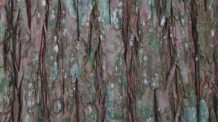 나무 식물 디자인 공원 선 백그라운드 패턴 자연 벽지 표면 날씨 추상 건조 사람없음 야외 목재 장식 갈색 환경 줄무늬 소나무 거친 보호 숲 낟알 피부 묘사 유기농 질감 나무껍질 섬유 잡동사니 내추럴 그런지 삼나무 수목 엘리먼트 노화 벡터 MP4 해외동영상 클립영상 웰빙 공공시설 컬러 컨셉 무늬 재료 신체부위 껍질 직물 생태계 동영상 파일형식