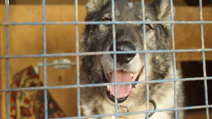 동물 응시 생각 자연 주택 자물쇠 앉기 사람없음 야외 울타리 반려동물 희망 우정 슬픔 기다림 구출 개 고독 보호 큼 버리기 새장 송곳니 노숙자 돌봄 쇠창살 입양 혼자 4K MOV 해외동영상 슬로모션 클립영상 시선 감정 컨셉 포유류 모션 촬영기법 건물 친구 담장 도움 치아 크기 생태계 동영상 케이지 파일형식