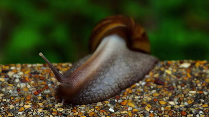 동물 야생동물 백그라운드 자연 연체동물 나선형 사람없음 야외 갈색 껍질 달팽이 느림 식용 끈적임 4K MOV 해외동영상 클립영상 컬러 무늬 무척추동물 생태계 동영상 파일형식