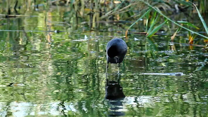 동물 1 호수 야생동물 자연 조류 표면 성인 사람없음 야외 가로 초록색 물 강 반사 검은색 코트 연못 습지 깃털 부리 부드러움 물새 동물상 유라시아 MOV 해외동영상 클립영상 자연요소 유럽 아시아 컬러 사람 조형물 외투 감각 생태계 동영상 파일형식