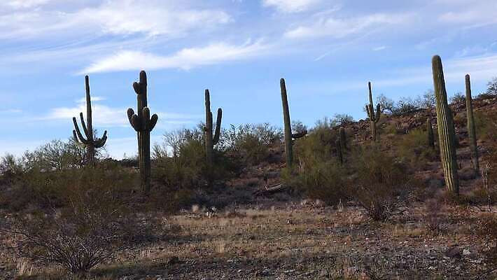 식물 공원 꽃 분홍색 백그라운드 자연 하늘 날씨 산 선인장 건조 통 풍경 사람없음 초록색 파란색 미국 봄 새벽 사막 뜨거움 가시 황무지 냄비 큼 아래 척추 각도 암초 애리조나 내추럴 다육식물 전국 4K MP4 해외동영상 클립영상 자연요소 계절 공공시설 컬러 북아메리카 뼈 솥 크기 방향 생태계 위치 동영상 파일형식