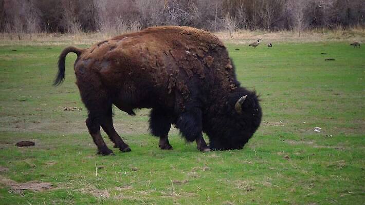 동물 공원 남자 야생동물 포유류 자연 털 사람없음 갈색 계곡 미국 군중 방목 들소 황소 짝짓기 와이오밍 전국 4K MP4 해외동영상 클립영상 공공시설 컬러 북아메리카 사람 소 축산업 생태계 동영상 파일형식