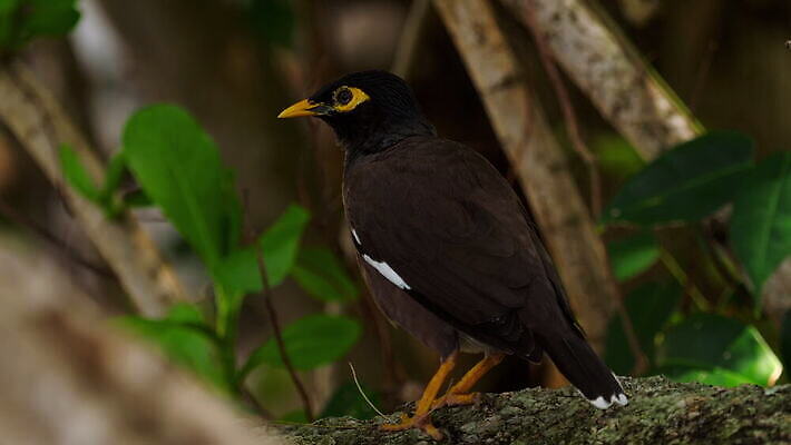 동물 응시 야생동물 컬러 백그라운드 태국 자연 조류 사람없음 초록색 태양 뷰티 갈색 노란색 검은색 흰색 나뭇가지 부리 내추럴 푸켓 4K MOV 해외동영상 클립영상 자연요소 나무 시선 아시아 생태계 동영상 파일형식