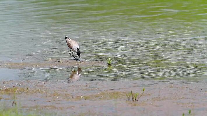 동물 아시아 야생동물 자연 조류 국립공원 동양인 사람없음 강 보호 인도인 먹기 사파리 네팔 물새 MOV 해외동영상 클립영상 외국인 공원 나라 컨셉 모션 인종 생태계 동영상 파일형식