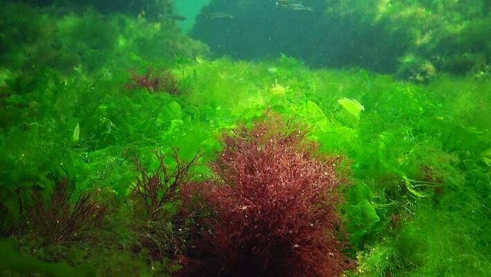 식물 바다 자연 사람없음 초록색 환경 바닷속 수중 해조류 생태계 광합성 산화 생태학 소금물 4K 수중영상 MP4 해외동영상 클립영상 교육 컬러 해양식물 동영상 파일형식