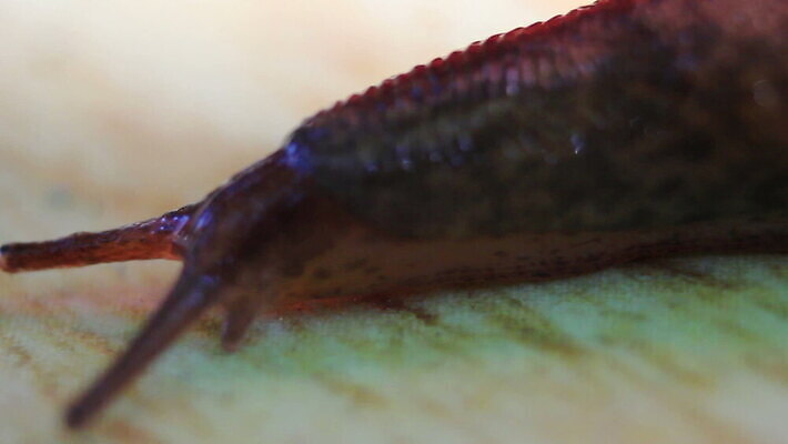 동물 음식 줄기 백그라운드 이동 컨셉 잎 자국 모션 자연 연체동물 주택 뿔 나선형 사람없음 초록색 빛 갈색 머리 정원 프랑스 껍질 잡초 벌레 미끄러짐 작음 먹기 허브 속도 원예 부드러움 덮기 느림 프랑스어 기어가기 고립 민달팽이 양치류 어려움 채식주의자 끈적임 MOV 해외동영상 클립영상 식물 문자 유럽 컬러 곤충 무늬 무척추동물 취미 건물 신체부위 감각 크기 생태계 채식 동영상 파일형식 달팽이_동물