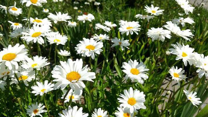 식물 계절 꽃 백그라운드 잎 꽃무늬 밭 자연 바람 잔디 사람없음 야외 초록색 햇빛 태양 노란색 정원 침묵 봄 성장 벚꽃 흰색 신선 시간 땅 허브 데이지 보케 내추럴 블러 캐모마일 많음 4K MOV 해외동영상 클립영상 자연요소 컬러 컨셉 무늬 농업 날씨 소리 생태계 동영상 파일형식