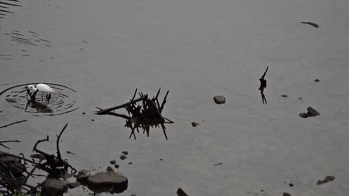 나무 동물 응시 공원 아시아 호수 야생동물 컬러 백그라운드 자연 조류 낚시 한국 어류 사람없음 야외 물 파란색 강 반사 노란색 환경 흰색 황무지 우아함 떨어짐 큼 왜가리 검색 부리 육식동물 서식지 동영상 내추럴 생태학 MOV 해외동영상 클립영상 자연요소 식물 시선 공공시설 교육 나라 컨셉 레저 수중동물 크기 생태계 파일형식