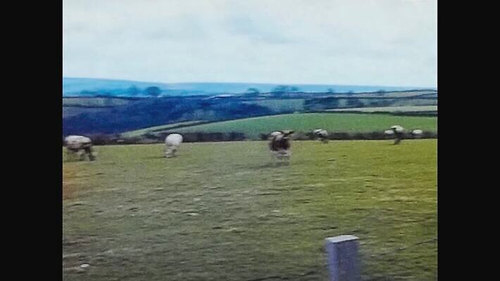 나무 동물 영어 외관 밭 농업 자연 영국 잉글랜드 웨일즈 초원 사람없음 야외 농장 가축 골동품 시골 거친 소 역사 클래식 도서관 군중 방목 필름 영화 향수 언덕 문서 복고 아일랜드 영사기 구식 보관소 아마추어 옛날 찰과상 스코틀랜드 4K MOV 해외동영상 클립영상 식물 문자 교육 유럽 산업 컨셉 포유류 문화예술 사람 화장품 축산업 상처 저장 생태계 동영상 파일형식