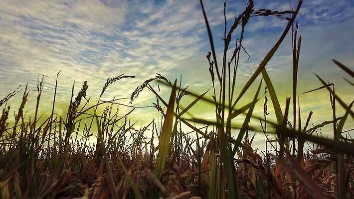 구름 빵 이동 밭 농업 모션 하늘 건강 옥수수 사람없음 초록색 파란색 농작물 농장 농사 맑음 수확 성장 시골 결합 낟알 밀 굽기 보리 귀 밀가루 스파이크 밭일 숙성 호밀 4K MP4 해외동영상 클립영상 자연요소 산업 음식 컬러 컨셉 날씨 곡류 신체부위 가루 구이 동영상 파일형식