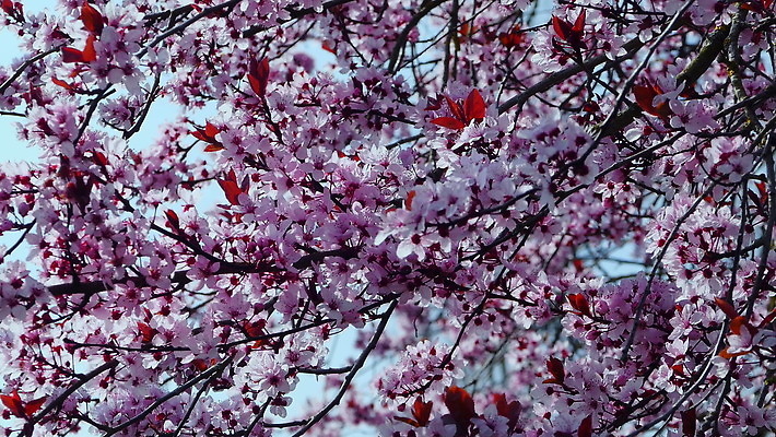 자연 사람없음 야외 봄 성장 나뭇가지 시작 룩셈부르크 4K 락다운 MOV 해외동영상 클립영상 나무 계절 생태계 동영상 서유럽 파일형식