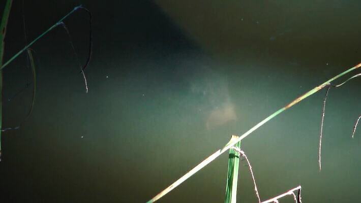 동물 유럽 호수 야생동물 자연 낚시 어류 동양인 사람없음 물 강 수중 연못 신선 잉어 동물상 민물 4K MP4 해외동영상 클립영상 자연요소 나라 레저 인종 조형물 수중동물 생태계 동영상 파일형식