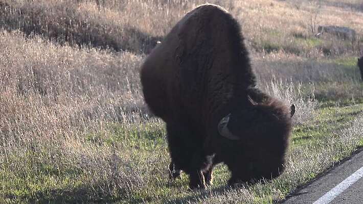 동물 공원 남자 야생동물 포유류 자연 털 사람없음 여름 갈색 계곡 미국 군중 방목 들소 황소 짝짓기 와이오밍 전국 4K MP4 해외동영상 클립영상 계절 공공시설 컬러 북아메리카 사람 소 축산업 생태계 동영상 파일형식