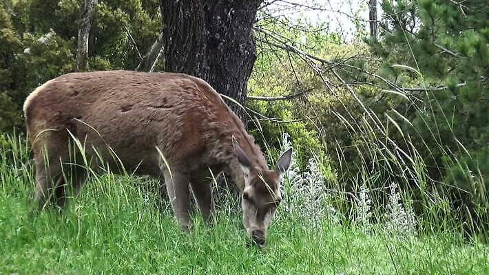 동물 야생동물 포유류 자연 사람없음 숲 동물상 아기사슴 MOV 해외동영상 클립영상 새끼 사슴 조형물 생태계 동영상 파일형식