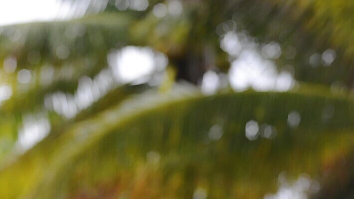 나무 구름 모래 바다 섬 여행 백그라운드 태국 자연 하늘 휴가 휴식 열대 멕시코 손바닥 풍경 사람없음 초록색 물 여름 파란색 야자수 태양 뜨거움 고급 휴양지 하와이 발리 코코넛 쿠바 몰디브 공화국 바하마 이국적 칸쿤 파라다이스 HD MP4 해외동영상 클립영상 자연요소 식물 손 계절 나라 아시아 컬러 컨셉 북아메리카 과일 미국 장소 중앙아메리카 생태계 인도네시아 동영상 파일형식