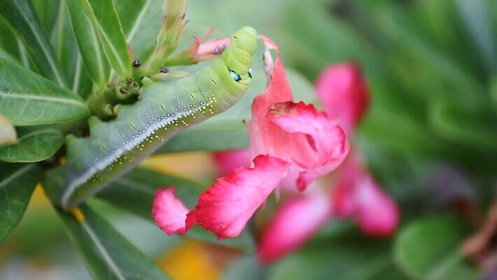 나무 식물 동물 야생동물 음식 컬러 나비 곤충 백그라운드 잎 자연 조류 생물 무척추동물 사람없음 초록색 컬러풀 장미 갈색 노란색 귀여움 정원 검은색 사막 나뭇가지 해충 벌레 진달래 먹기 묘사 꼬리 애벌레 나방 내추럴 기어가기 거짓 변태 못생김 MOV 해외동영상 클립영상 꽃 컨셉 모션 생태계 동영상 파일형식