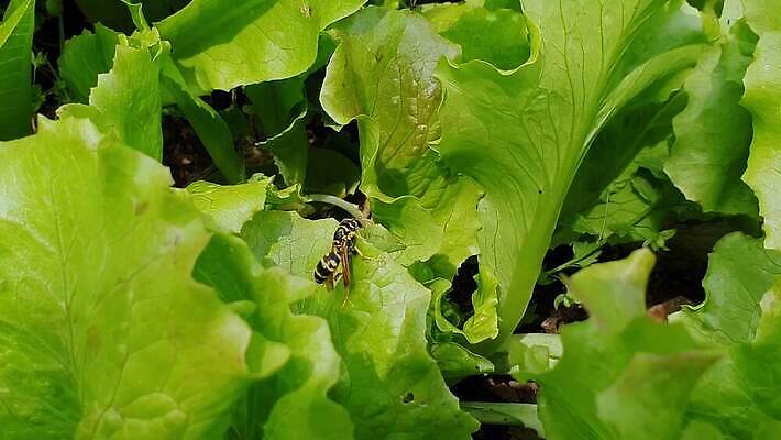 식물 동물 디자인 꽃 야생동물 컬러 곤충 백그라운드 날개 자연 안테나 사람없음 초록색 여름 노란색 정원 검은색 봄 줄무늬 흰색 닫기 해충 벌레 둥지 말벌 위험 작음 만화 벌 묘사 거미 꽃가루 꿀 찌르기 벌집 내추럴 고립 호박벌 벡터 4K MP4 해외동영상 클립영상 계절 컨셉 무늬 통신 모션 벌_곤충 크기 가루 생태계 동영상 파일형식