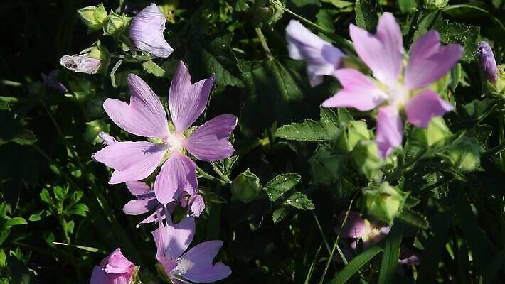 계절 꽃 분홍색 밭 자연 바람 사람없음 초록색 보라색 벚꽃 개화 숲 흔들림 아욱 MOV 해외동영상 클립영상 자연요소 식물 컬러 농업 모션 날씨 생태계 동영상 파일형식