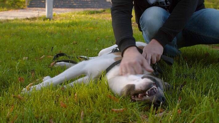 동물 공원 남자 행복 중년 자연 휴식 함께함 사랑 한명 사람 야외 초록색 친구 반려동물 귀여움 기쁨 만지기 개 만족 주인 송곳니 내추럴 돌봄 복종 충실 타격 4K MOV 해외동영상 슬로모션 클립영상 1 공공시설 감정 컬러 컨셉 포유류 관계 모션 촬영기법 성인 치아 생태계 동영상 파일형식