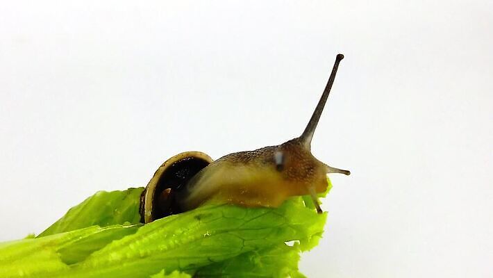 동물 백그라운드 잎 모션 자연 연체동물 사람없음 초록색 정원 껍질 흰색 비행 투명 닫기 상추 땅 먹기 달팽이 느림 기어가기 고립 블러효과 진실 MP4 해외동영상 클립영상 식물 컬러 채소 무척추동물 생태계 동영상 블러 파일형식 효과