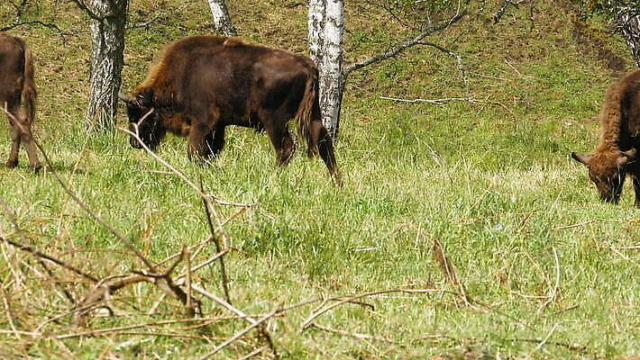 동물 1 커플 응시 야생동물 포유류 자연 털 뿔 숙이기 초원 성인 사람없음 초록색 여름 갈색 계곡 신선 쌍 소 숲 큼 방목 들소 먹기 바둑 내추럴 송아지 전국 찰과상 MOV 해외동영상 클립영상 시선 계절 새끼 컬러 포즈 관계 모션 놀이 사람 축산업 상처 크기 생태계 동영상 파일형식