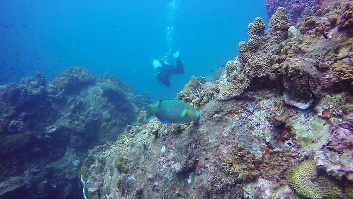 동물 야생동물 스포츠 바다 섬 여행 백그라운드 자연 휴가 바닥 어류 사람없음 물 파란색 환경 바닷속 수중 스노클링 산호 잠수부 아래 생태계 다이빙 부드러움 태평양 암초 서식지 석호 발견 내추럴 깊이 동물상 소금물 안다만 이국적 파라다이스 4K MP4 해외동영상 클립영상 자연요소 컬러 조형물 수영 수중동물 수상스포츠 감각 자포동물 전문직 방향 위치 동영상 수중스포츠 파일형식