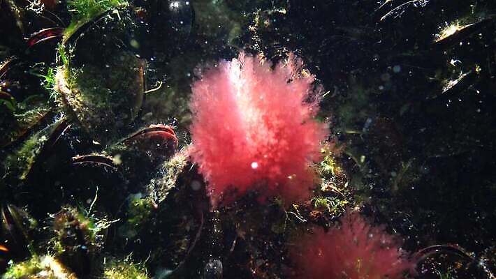식물 바다 자연 사람없음 초록색 환경 바닷속 수중 해조류 생태계 광합성 산화 생태학 소금물 4K 수중영상 MP4 해외동영상 클립영상 교육 컬러 해양식물 동영상 파일형식
