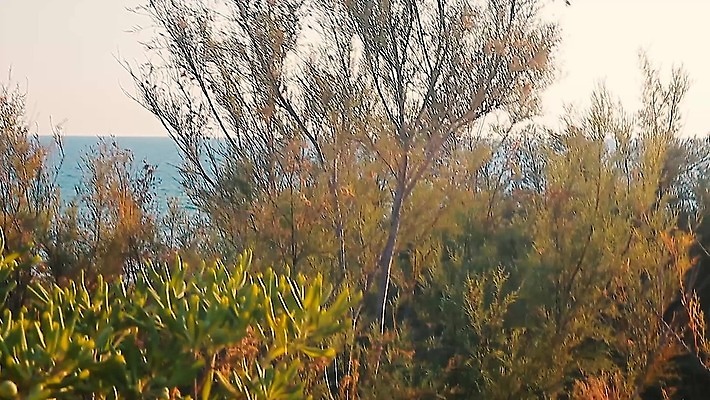 나무 식물 꽃 모래 바다 섬 잎 과일 자연 산 종류 사람없음 목재 초록색 산타클로스 들꽃 다양 가시 스페인 씻기 숲 지중해 관목 묘사 생태계 날카로움 상록수 프랑스어 로스앤젤레스 마드리드 삼나무 알리칸테 향나무 화강암 4K MP4 해외동영상 클립영상 문자 유럽 컬러 다수 크리스마스 재료 미국 청결 암석 동영상 파일형식