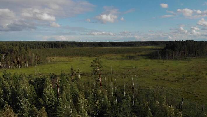 나무 잎 자연 표면 건조 이끼 사람없음 야외 초록색 물 강 환경 맑음 황무지 습지 숲 땅 내추럴 변소 4K MOV 해외동영상 클립영상 자연요소 식물 컬러 날씨 생태계 동영상 파일형식