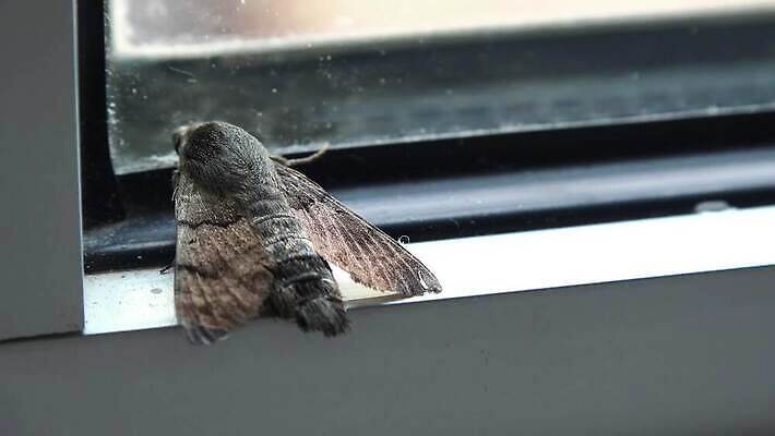 동물 옷 야생동물 나비 곤충 백그라운드 날개 자연 주택 사람없음 갈색 검은색 흰색 해충 벌레 생물학 나방 생태학 집시 4K MP4 해외동영상 클립영상 교육 컬러 건물 생태계 동영상 파일형식