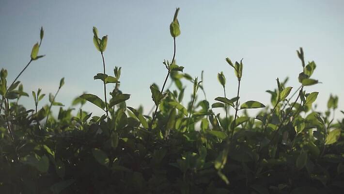 나무 식물 계절 컬러 백그라운드 잎 자연 탁자 하늘 아침 아이디어 사람없음 목재 빛 태양 갈색 우주 새벽 전시 직물 소나무 블라인드 황금 숲 11월 유기농 캔버스 10월 내추럴 노출 양모 그런지 무료 무한 옛날 비어있는 4K MOV 해외동영상 클립영상 주간 자연요소 웰빙 가구 컨셉 재료 커튼 날짜 생태계 동영상 파일형식