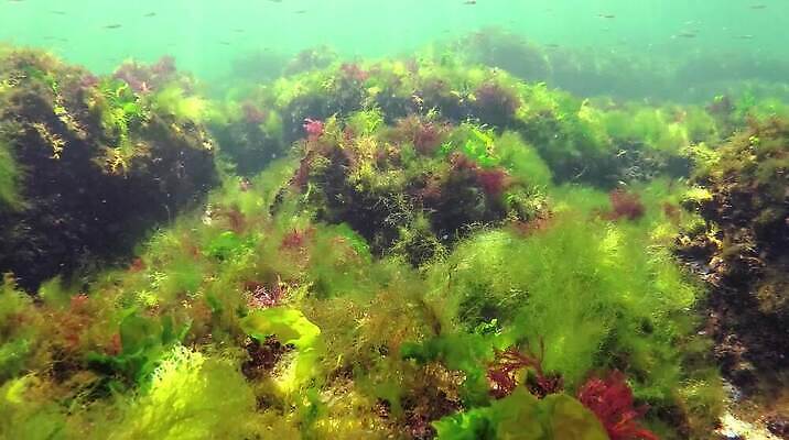 식물 바다 자연 사람없음 초록색 환경 바닷속 수중 해조류 생태계 광합성 산화 생태학 소금물 수중영상 MP4 해외동영상 클립영상 교육 컬러 해양식물 동영상 파일형식