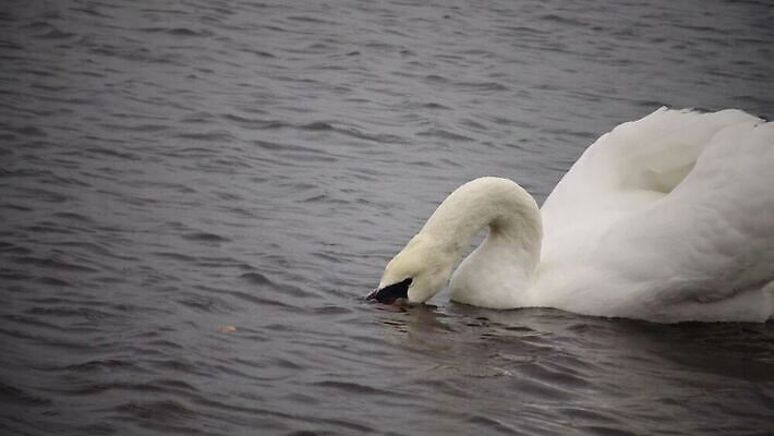 동물 호수 야생동물 바다 겨울 날개 자연 갈매기 조류 하늘 오리 풍경 사람없음 물 반사 수영 흰색 먹이 깃털 다이빙 싸움 부리 백조 포트 제비 청어 4K MP4 해외동영상 클립영상 자연요소 계절 컬러 모션 어류 수상스포츠 생태계 동영상 수중스포츠 파일형식