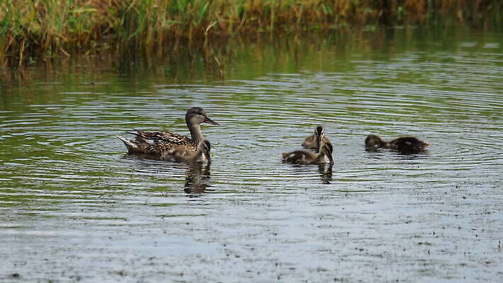 동물 1 야생동물 백그라운드 자연 조류 오리 사람없음 야외 빨간색 물 파란색 뷰티 검은색 수영 흰색 연못 깃털 부리 물새 내추럴 유라시아 MOV 해외동영상 클립영상 자연요소 유럽 아시아 컬러 수상스포츠 생태계 동영상 파일형식