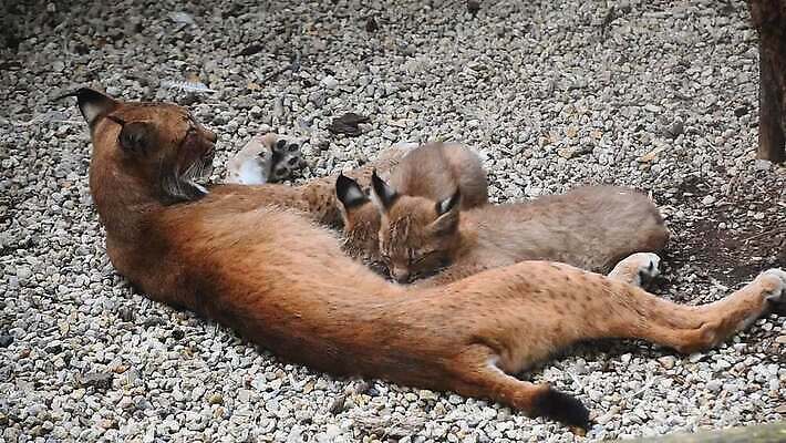 동물 여자 야생동물 2 포유류 가족 자연 엄마 동물원 사람없음 울타리 고양이 우유 간호사 닫기 빨다 쓰레기 작음 먹기 각도 육식동물 돌봄 수유 스라소니 유라시아 MOV 해외동영상 클립영상 유럽 아시아 관계 모션 유제품 사람 담장 반려동물 의료진 크기 생태계 동영상 파일형식