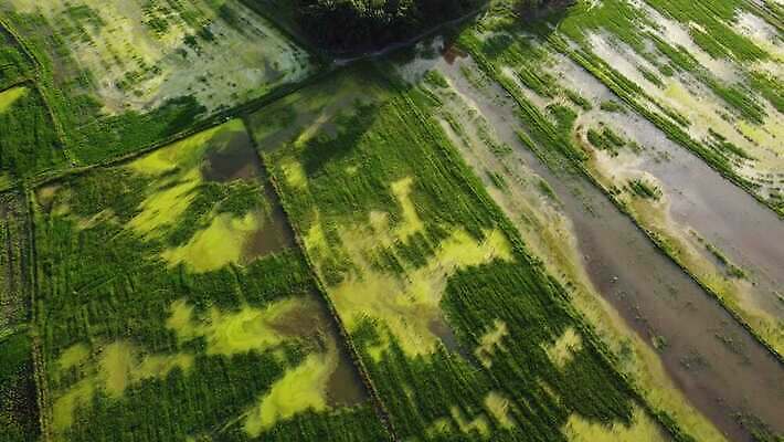 식물 전통 아시아 여행 농업 자연 파노라마 사람없음 야외 초록색 농장 반사 환경 맑음 수확 성장 시골 땅 내추럴 논밭 드론 조감도 4K MOV 해외동영상 클립영상 나라 산업 컬러 밭 날씨 논 촬영기법 생태계 동영상 파일형식