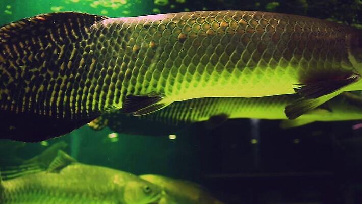 동물 야생동물 비즈니스 태국 실내 어류 취미 사람없음 물 반려동물 세일 수중 시장 무역 방콕 상업 육식동물 수족관 동물상 분양 생태학 이국적 착취 HD MP4 해외동영상 클립영상 멸종위기종 자연요소 교육 산업 아시아 부동산 내부 조형물 수중동물 동영상 파일형식